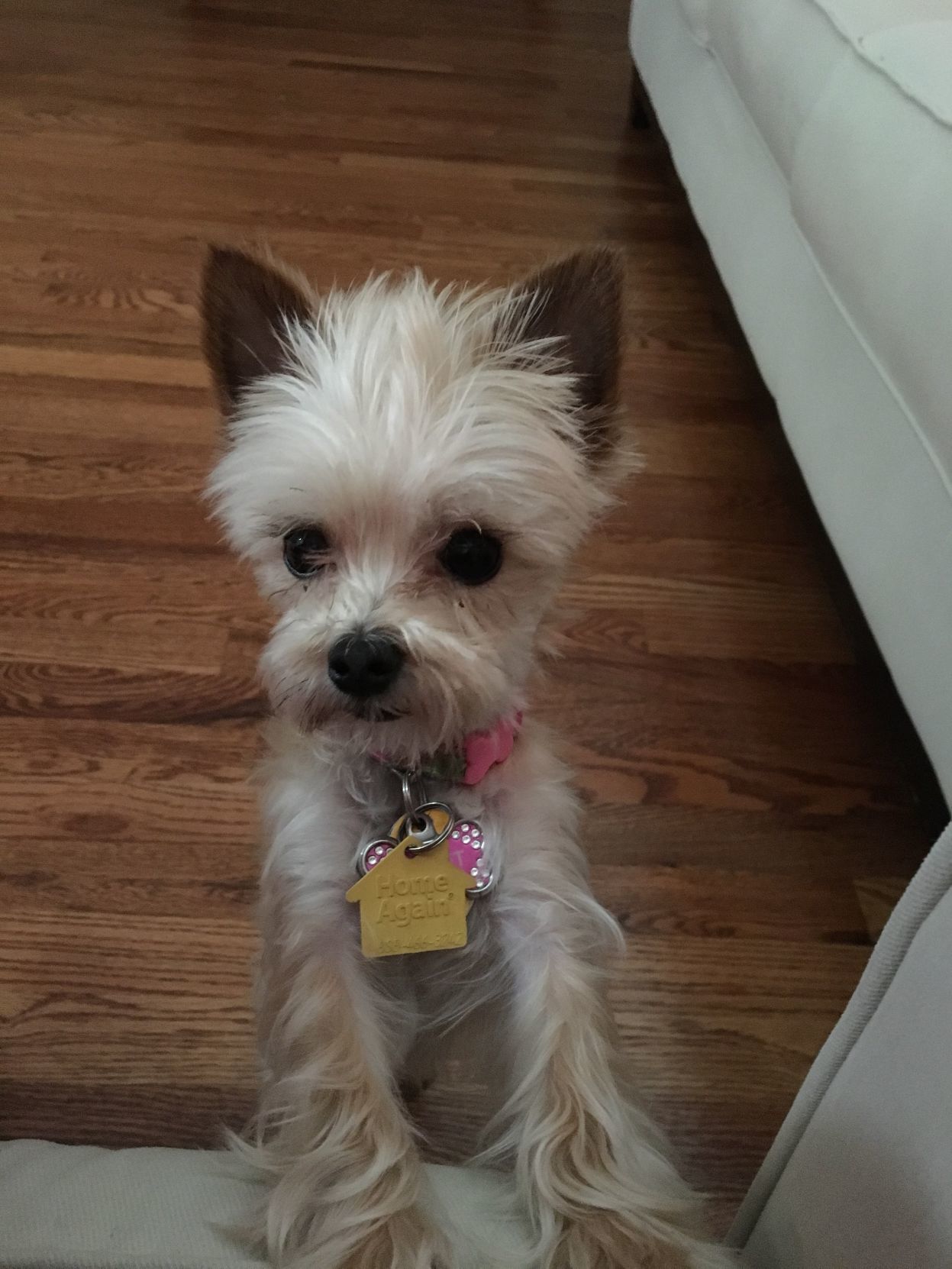Gidget